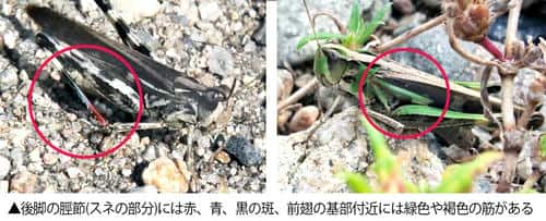 マダラバッタの主な特徴