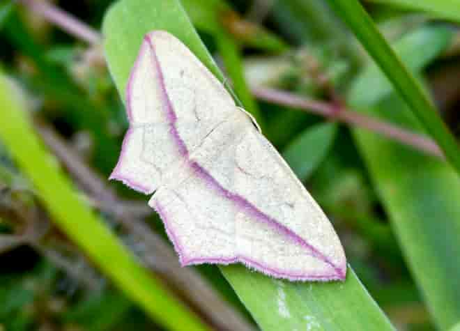 �����}�ӁE�x�j�X�W�q���V���N