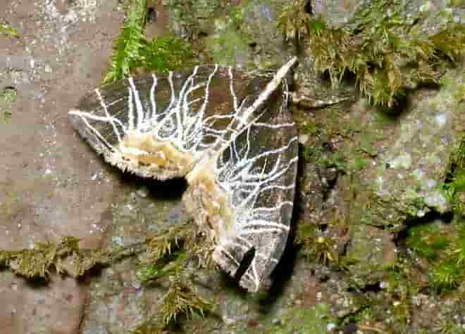 �����}�ӁE�Z�X�W�i�~�V���N