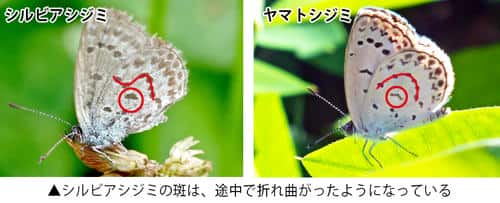 �V���r�A�V�W�~�ƃ��}�g�V�W�~�̔�r