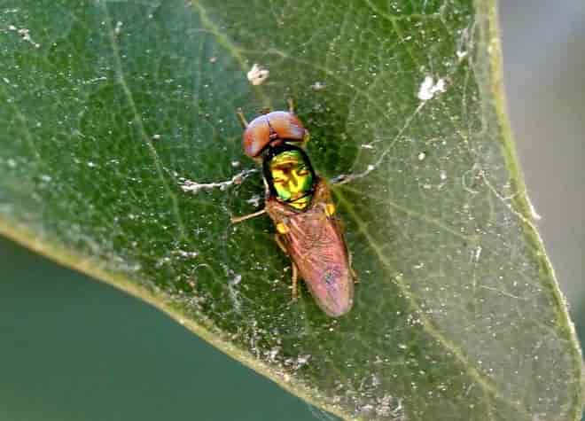 �����}�ӁE�n���L���~�Y�A�u