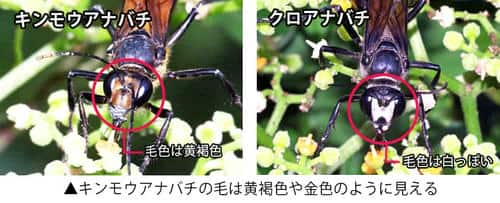 キンモウアナバチとクロアナバチの違い
