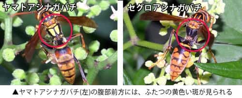 セグロアシナガバチとヤマトアシナガバチの違い