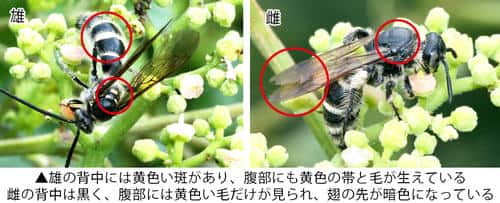 ヒメハラナガツチバチの特徴