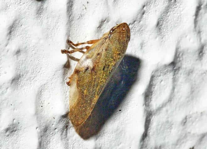 昆虫図鑑・ホシアワフキ