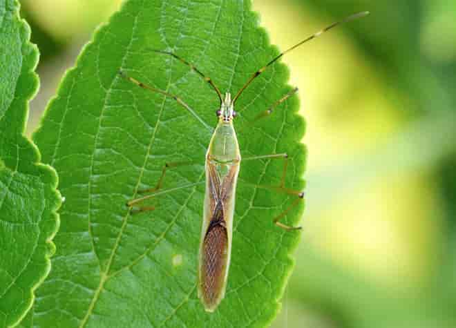 昆虫図鑑・クモヘリカメムシ