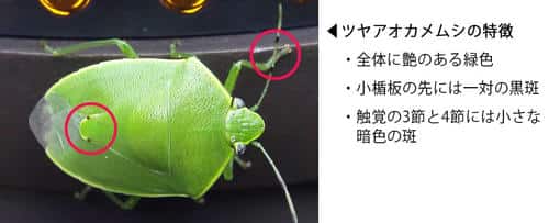 ツヤアオカメムシの主な特徴