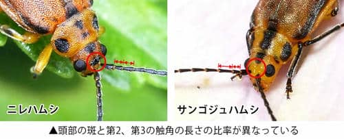 サンゴジュハムシとニレハムシの比較