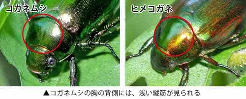 コガネムシとヒメコガネの比較