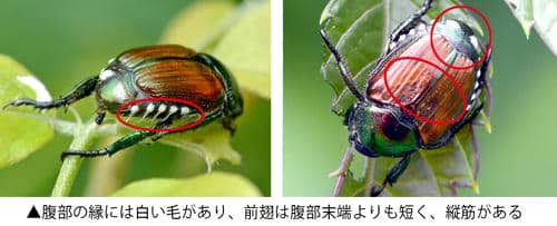 マメコガネの特徴