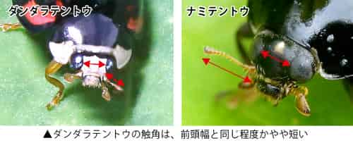 ダンダラテントウとナミテントウの比較