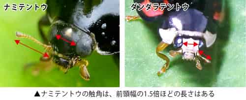 ナミテントウとダンダラテントウの比較