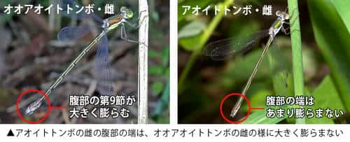 アオイトトンボとオオアオイトトンボの雌の違い