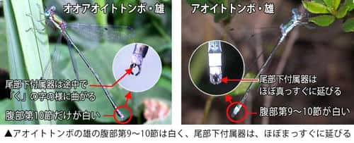 アオイトトンボとオオアオイトトンボの雄の違い