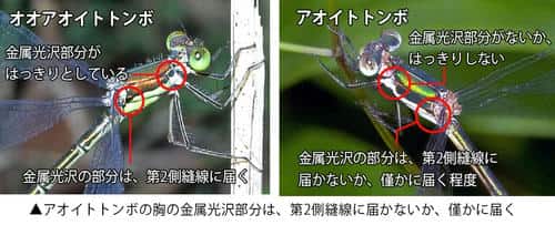 アオイトトンボとオオアオイトトンボの胸の様子の違い