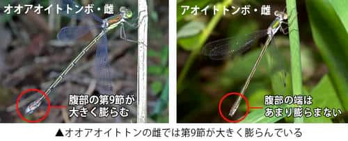 オオアオイトトンボとアオイトトンボの雌の違い
