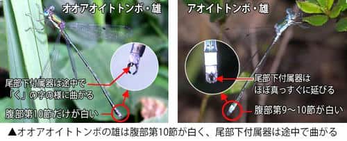 オオアオイトトンボとアオイトトンボの雄の違い