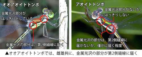 オオアオイトトンボとアオイトトンボの胸の様子の違い