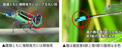 アオモンイトトンボの特徴