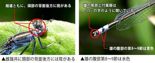 クロイトトンボの特徴
