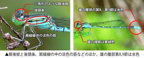 セスジイトトンボの特徴