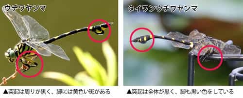 ウチワヤンマとタイワンウチワヤンマの違い