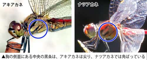 アキアカネとナツアカネの比較