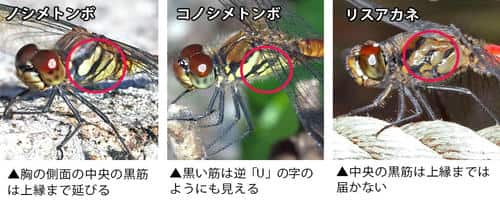 ノシメトンボ、コノシメトンボ、リスアカネの胸の黒筋の比較