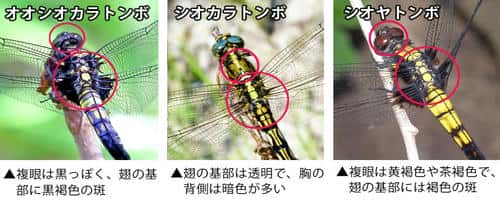 オオシオカラトンボ、シオカラトンボ、シオヤトンボの雌の比較
