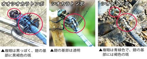 オオシオカラトンボ、シオカラトンボ、シオヤトンボの雄の比較